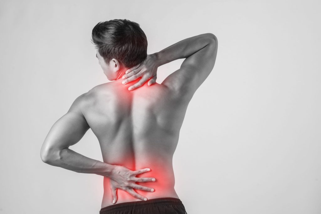 What Does the Spine Actually Do All Day?